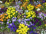 17-Garten
