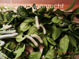 DSCN2779 bklein