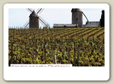 4-Wanderung nahe Chalonnes (13) klein AP